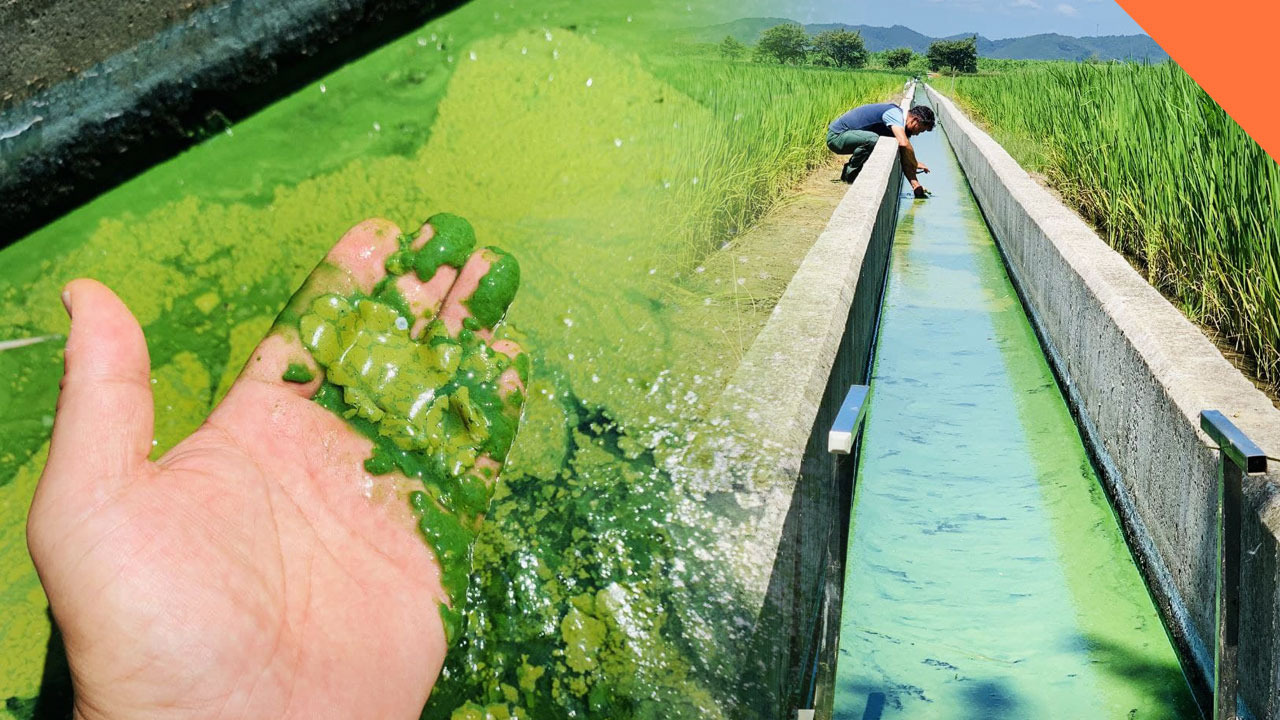낙동강·금강에서 물놀이 기준치의 최고 수백 배 녹조 독성 검출 기사로 이동