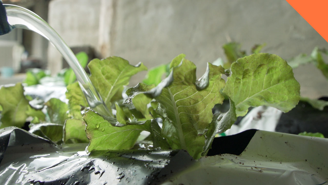 '녹조 라떼'로 키운 채소에서 발암물질 독소 검출